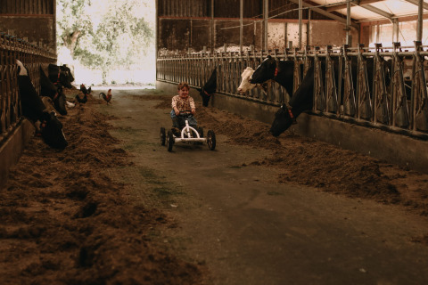 Niño conduciendo un coche de pedales en un establo con vacas en Feather Down Hoeve De Pippert, Gelderland, Países Bajos.