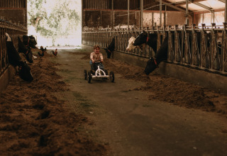 Niño conduciendo un coche de pedales en un establo con vacas en Feather Down Hoeve De Pippert, Gelderland, Países Bajos.
