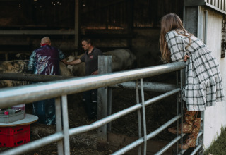 Et barn kigger over et hegn på to personer, der arbejder med køer på Feather Down Hoeve De Pippert.