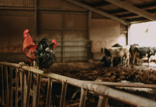Zwei Hähne sitzen auf einem Geländer in einem Stall, im Hintergrund sind Kühe in Gelderland, Niederlande.