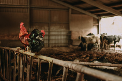 Two roosters perch on a rail inside a barn with cows in the background at Feather Down Hoeve De Pippert.