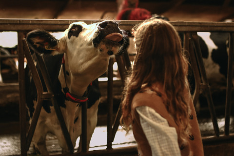 Una niña está frente a una vaca blanco y negra sacando la lengua en Feather Down Hoeve De Pippert, Países Bajos.