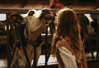 Una ragazza sta davanti a una mucca bianca e nera che mostra la lingua a Feather Down Hoeve De Pippert, Paesi Bassi.