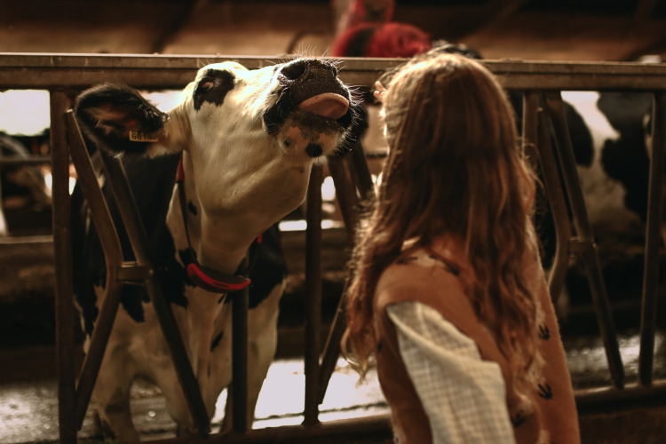 A girl stands in front of a black and white cow sticking out its tongue at Feather Down Hoeve De Pippert, Netherlands.