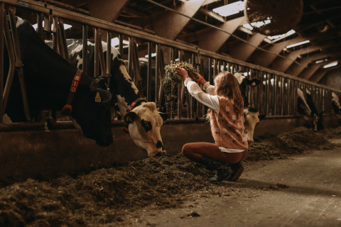 En pige fodrer køer i en lade på Feather Down Hoeve De Pippert i Gelderland, Nederlandene under ferien.