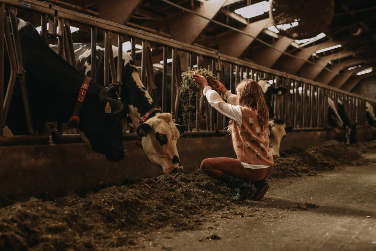 Ein Mädchen füttert Kühe in einem Stall im Feather Down Hoeve De Pippert, Gelderland, Niederlande.
