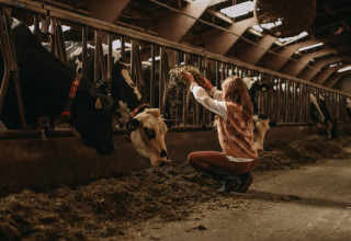 Een meisje voedert koeien in een stal op Feather Down Hoeve De Pippert, Gelderland, Nederland tijdens vakantie.