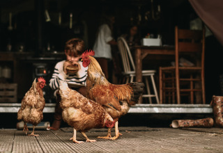 En dreng spiser en burger, mens tre høns går rundt foran et rustikt interiør på Hoeve De Pippert.