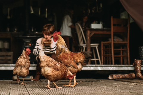 Un niño come una hamburguesa mientras tres gallinas caminan en Hoeve De Pippert, en Gelderland.