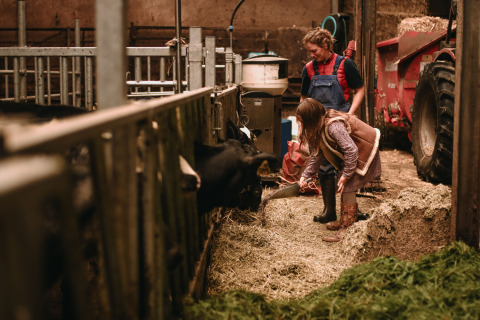 Een kind voedert koeien met een volwassene op Feather Down Hoeve De Pippert in Gelderland, Nederland.