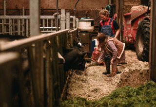Un bambino nutre le mucche con un adulto a Feather Down Hoeve De Pippert, una fattoria nei Paesi Bassi.