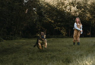 En pige leger apport med sin schæferhund på en græsplæne nær Ophemert, Gelderland, Holland.