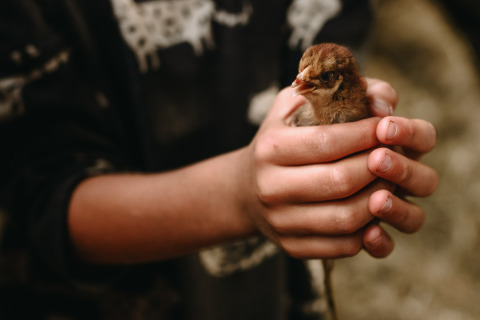 Ein Kind hält ein kleines Küken behutsam in den Händen im Feather Down Hoeve De Pippert in Gelderland, Niederlande.