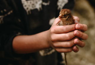 Een kind houdt zachtjes een kuikentje vast bij Feather Down Hoeve De Pippert in Gelderland, Nederland.