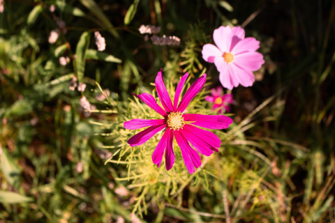 Nahaufnahme von rosa und lila Blumen beim Safari-Zelt auf Camping Si-Es-An in den Niederlanden.