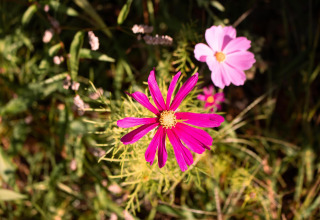Close-up of pink and purple flowers taken at the Safari tent at Camping Si-Es-An in the Netherlands.