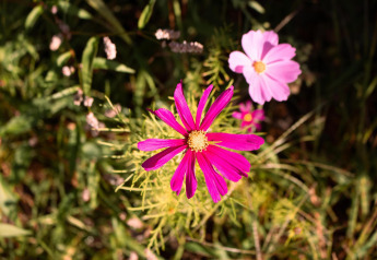 Close-up of pink and purple flowers taken at the Safari tent at Camping Si-Es-An in the Netherlands.