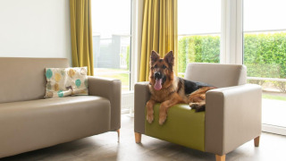 Een Duitse herder rust op een fauteuil in een moderne woonkamer bij Comfort Lodge, Kompas Camping Nieuwpoort, België.
