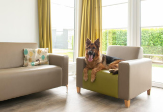 Een Duitse herder rust op een fauteuil in een moderne woonkamer bij Comfort Lodge, Kompas Camping Nieuwpoort, België.