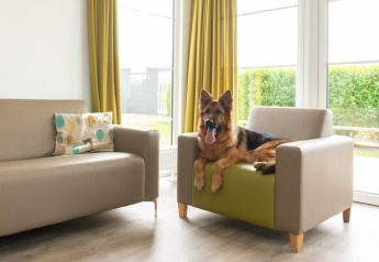 Un berger allemand repose sur un fauteuil dans un salon moderne à Comfort Lodge, Kompas Camping Nieuwpoort, Belgique.