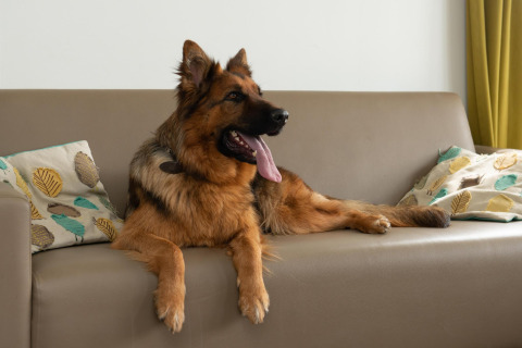 En schæferhund slapper af på en sofa med farverige puder, taget på Comfort Lodge, Kompas Camping Nieuwpoort, Belgien.