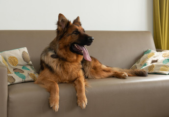 Ein deutscher Schäferhund liegt entspannt auf einem Sofa mit Kissen, Comfort Lodge, Kompas Camping Nieuwpoort, Belgien.