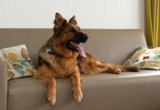 Ein deutscher Schäferhund liegt entspannt auf einem Sofa mit Kissen, Comfort Lodge, Kompas Camping Nieuwpoort, Belgien.