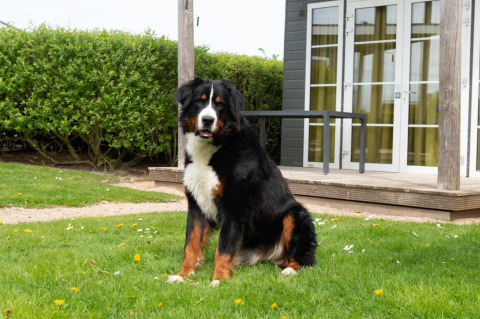 En Berner Sennenhund sidder på græsset foran Comfort Lodge på Kompas Camping Nieuwpoort i Belgien.