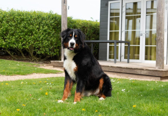 Een Berner Sennenhond zit op het gras voor Comfort Lodge op Kompas Camping Nieuwpoort, België.