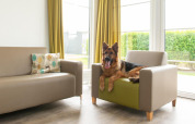 A German Shepherd is relaxing on an armchair in the bright living room at Comfort Lodge, Kompas Camping.