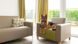 Een Duitse herder ligt ontspannen op een fauteuil in de lichte woonkamer van Comfort Lodge, Kompas Camping.