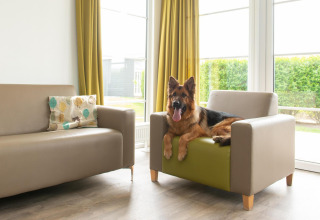 A German Shepherd is relaxing on an armchair in the bright living room at Comfort Lodge, Kompas Camping.