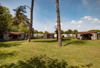 Foto der Woodlodge-Hütten auf Camping the Noetselerberg in den Niederlanden mit grüner Wiese und Bäumen.