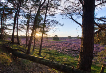 Sonnenaufgang hinter Bäumen am Heide Lodge mit lila Heidefeldern im Bungalowpark Het Verscholen Dorp, Niederlande.