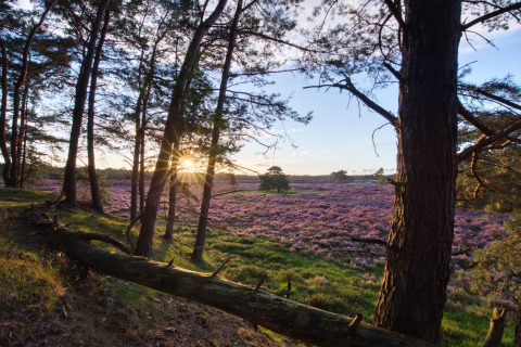 Lever du soleil à travers les arbres à Heide Lodge, champs de bruyère violette au Het Verscholen Dorp, Pays-Bas.