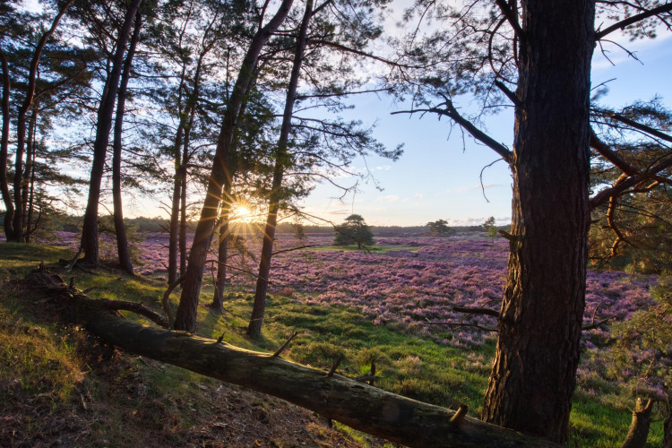 Amanecer entre árboles en Heide Lodge, con campos de brezo púrpura en Bungalowpark Het Verscholen Dorp, Países Bajos.