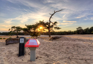 Coucher de soleil sur dunes sablonneuses et pins près de Heide lodge à Bungalowpark Het Verscholen Dorp, Pays-Bas.