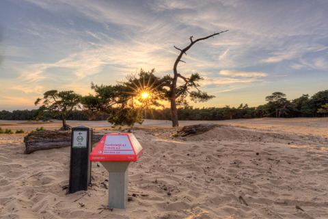 Atardecer sobre dunas de arena y pinos cerca de Heide lodge en Bungalowpark Het Verscholen Dorp, Países Bajos.