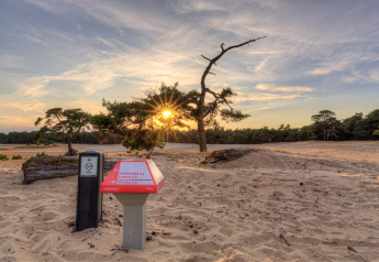 Tramonto su dune sabbiose e pini vicino a Heide lodge nel Bungalowpark Het Verscholen Dorp, Paesi Bassi.