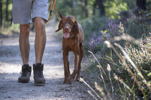 Man wandelt met een bruine hond op een bospad bij Heide lodge, Bungalowpark Het Verscholen Dorp, Nederland.