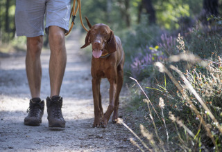 Man wandelt met een bruine hond op een bospad bij Heide lodge, Bungalowpark Het Verscholen Dorp, Nederland.