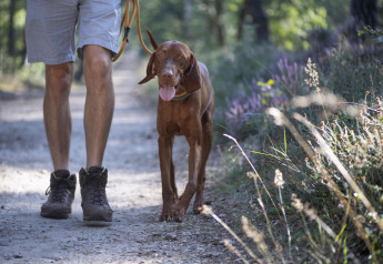 Hombre paseando a un perro marrón por un sendero forestal en Heide lodge, Bungalowpark Het Verscholen Dorp, Países Bajos.