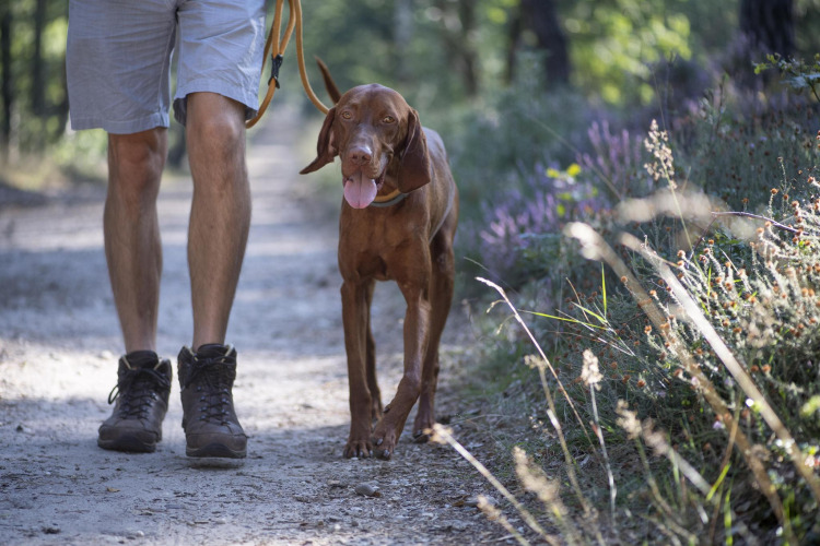 Hombre paseando a un perro marrón por un sendero forestal en Heide lodge, Bungalowpark Het Verscholen Dorp, Países Bajos.