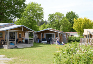 Tiendas safari y cabañas de madera en Camping 't Veld, Países Bajos, rodeadas de césped y árboles verdes.