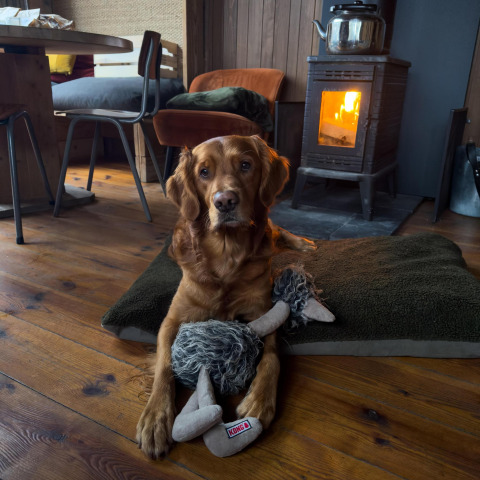 Un perro dorado descansa con un peluche frente a una estufa de leña en una acogedora cabaña de madera en el bosque de Limburg, Bélgica.