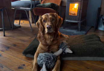 Un cane dorato è sdraiato con un peluche davanti a una stufa a legna in una cabina accogliente nei boschi di Limburgo, Belgio.