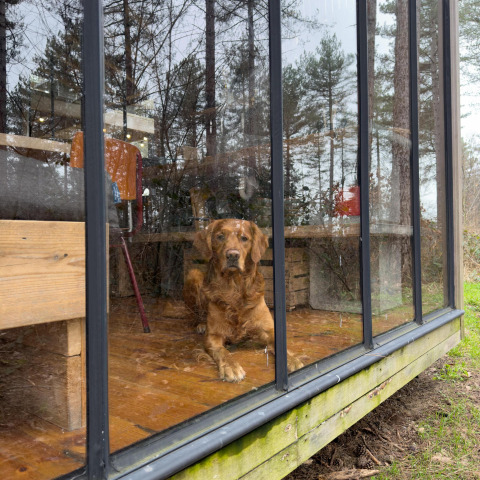 Un perro marrón está sentado tras grandes ventanales en una cabaña de madera en el bosque de Limburgo, Bélgica.