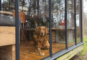 Un cane marrone seduto dietro grandi finestre in una cabina di legno nella foresta di Limburgo, Belgio.