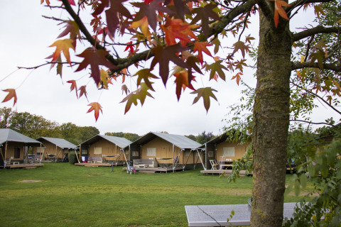 A photo of several safari tents on a grassy campsite with autumn leaves in the foreground.
