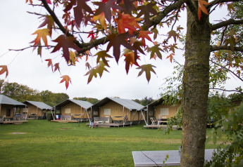 Foto van verschillende safaritenten op een groene camping met herfstbladeren op de voorgrond.